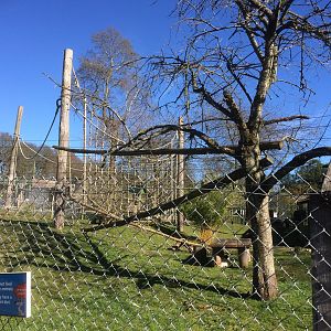 Black & white ruffed lemur & red bellied lemur mixed exhibit