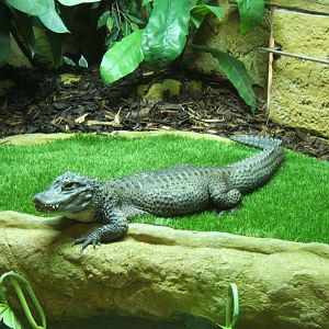 18/3/2017 Chinese Alligator