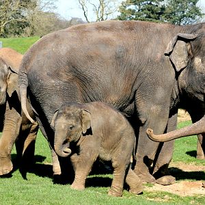 Asian Elephants; Whipsnade; 25th March 2017