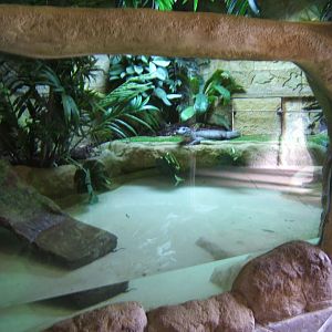 18/3/2017 View of Chinese Alligator indoor enclosure