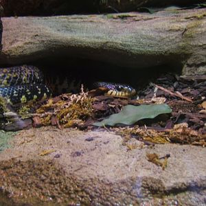 18/3/2017 Madagascan Hognose Snake