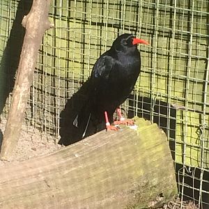 Chough