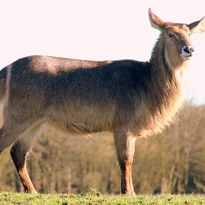 Waterbuck; Whipsnade; 25th March 2017