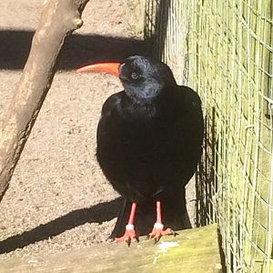 Chough