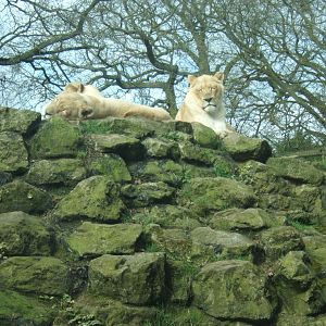 18/3/2017 White Lioness