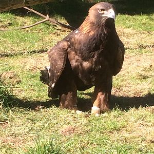 Golden eagle