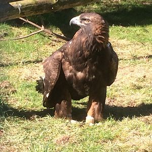 Golden eagle