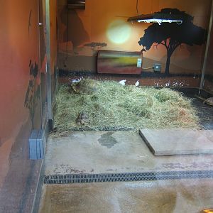 18/3/2017 Sulcatta and Leopard Tortoise