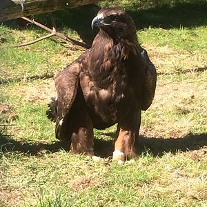 Golden eagle