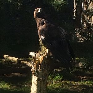 Golden eagle