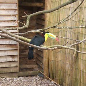 18/3/2017 Sulphur-breasted Toucan