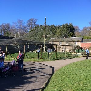 Aviary for European white stork & Waldrapp ibis