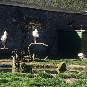 European white stork & Waldrapp ibis