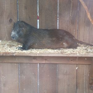 18/3/2017 Cuban Hutia