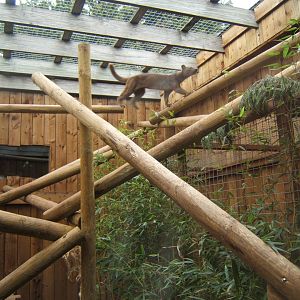 18/3/2017 View of Fossa and enclosure