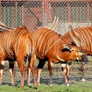 Bongos; Whipsnade; 25th March 2017