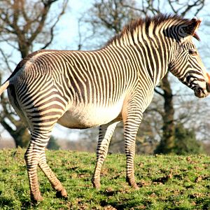 Grevy's Zebra; Whipsnade; 25th March 2017
