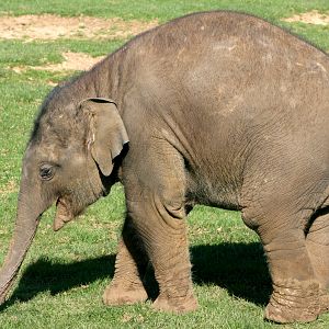 Young Asiatic Elephant; Whipsnade; 25th March 2017