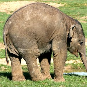 Young Asiatic Elephant; Whipsnade; 25th March 2017