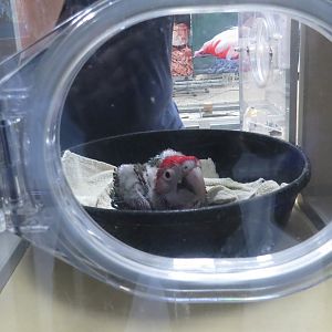 Green-winged Macaw Chick | World of Birds | Bronx Zoo