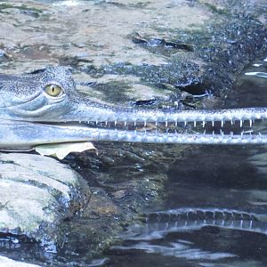 Gharial Profile | Jungleworld | The Bronx Zoo