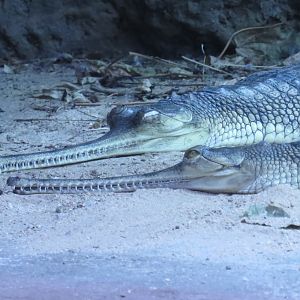Gharials | Jungleworld | The Bronx Zoo