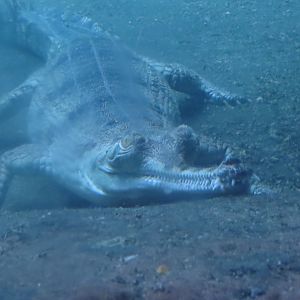 Gharial Underwater | Jungleworld | The Bronx Zoo