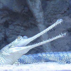 Gharial w/ Mouth Agape | Jungleworld | The Bronx Zoo