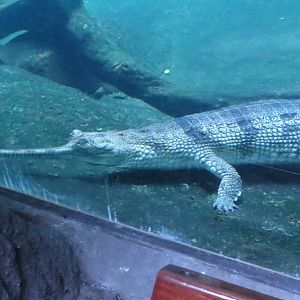 Gharial Underwater 2 | Jungleworld | The Bronx Zoo