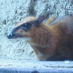 Greater Mouse Deer | Jungleworld | The Bronx Zoo