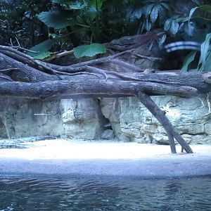 Gharials + Greater Mouse Deer | Jungleworld | The Bronx Zoo