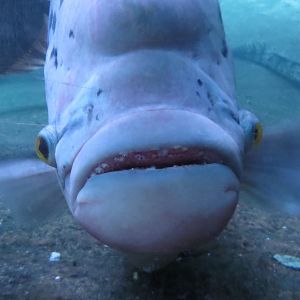 Giant Gourami | Jungleworld | The Bronx Zoo
