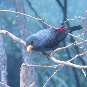 Grosbeak Starling | World of Birds | The Bronx Zoo