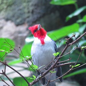 Red-crested Cardinal | World of Birds | The Bronx Zoo