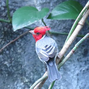 Red-crested Cardinal 2 | World of Birds | The Bronx Zoo