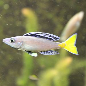 Cyprichromis leptosoma
