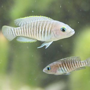 Neolamprologus multifasciatus