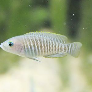 Neolamprologus multifasciatus