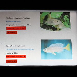 Cichlid-signs