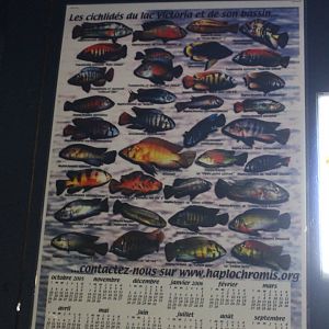 Lake Victoria Cichlids