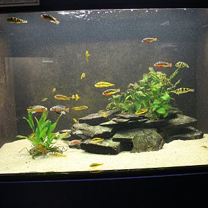 Cichlid-aquarium