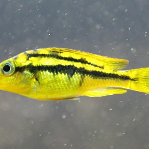 Cichlid ID