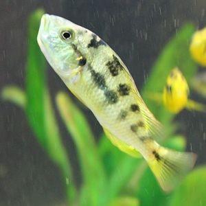 Cichlid ID