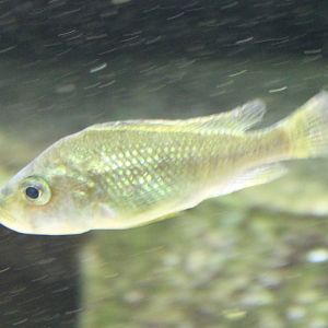 Cichlid ID