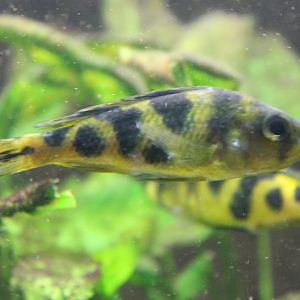 Cichlid ID