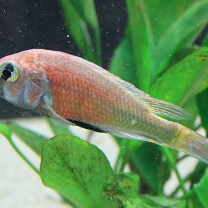 Cichlid ID