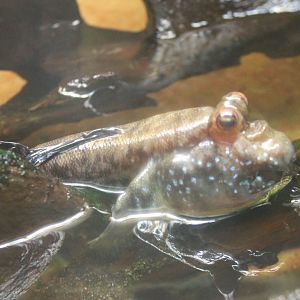 Periophthalmus barbatus