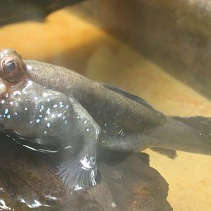 Periophthalmus barbatus