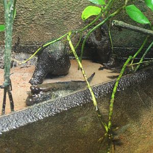 Periophthalmus barbatus