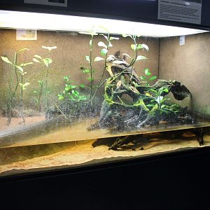 Mudskipper-enclosure
